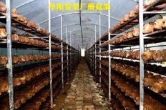 蘑菇架廠家直銷，食用菌蘑菇架子，食用菌網格